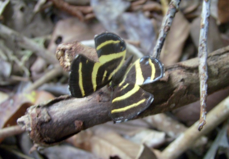 Foto de Tumupasa (La Paz), Bolivia