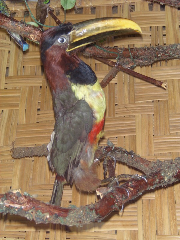 Foto: tucán embalsamado - La Paz, Bolivia