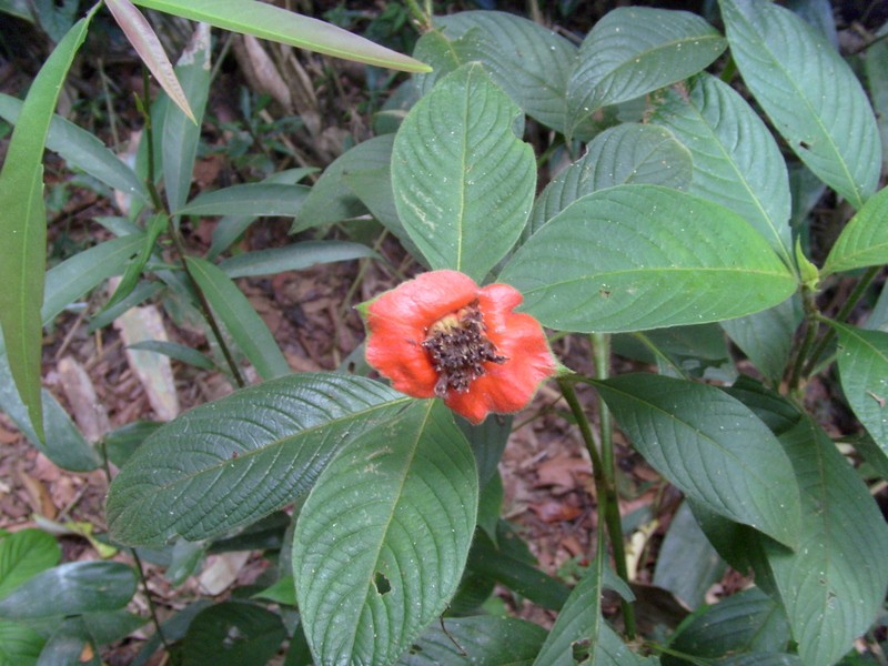 Foto de Tumupasa (La Paz), Bolivia
