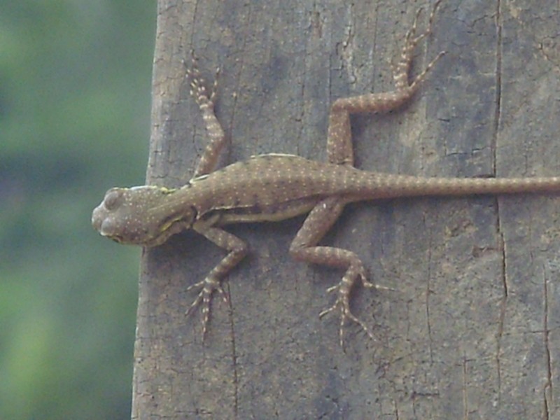 Foto de Puerta del Beni (La Paz), Bolivia