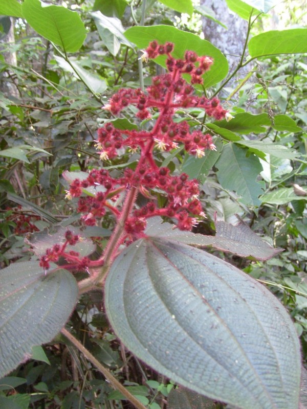 Foto de Tumupasa (La Paz), Bolivia