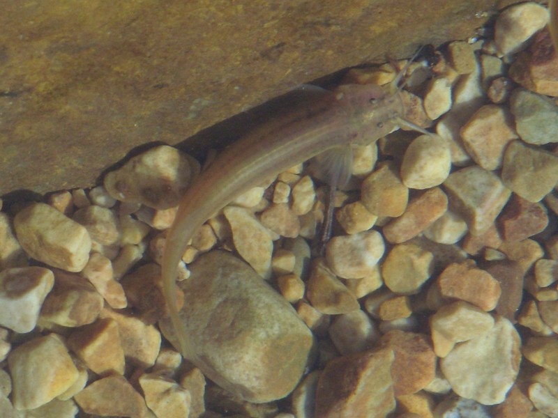Foto de Tumupasa (La Paz), Bolivia