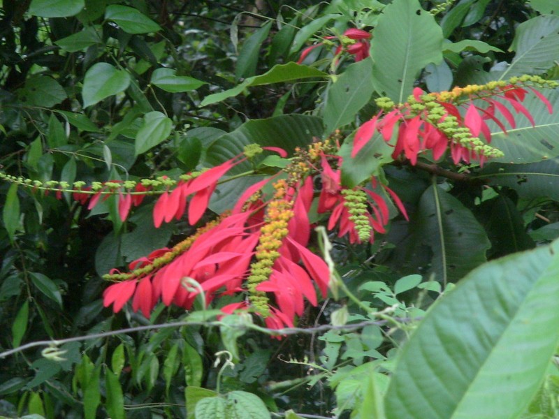 Foto de Tumupasa (La Paz), Bolivia