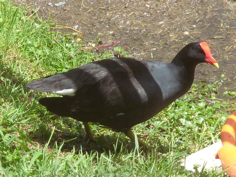Foto: choka en el parque Cotacota - La Paz, Bolivia
