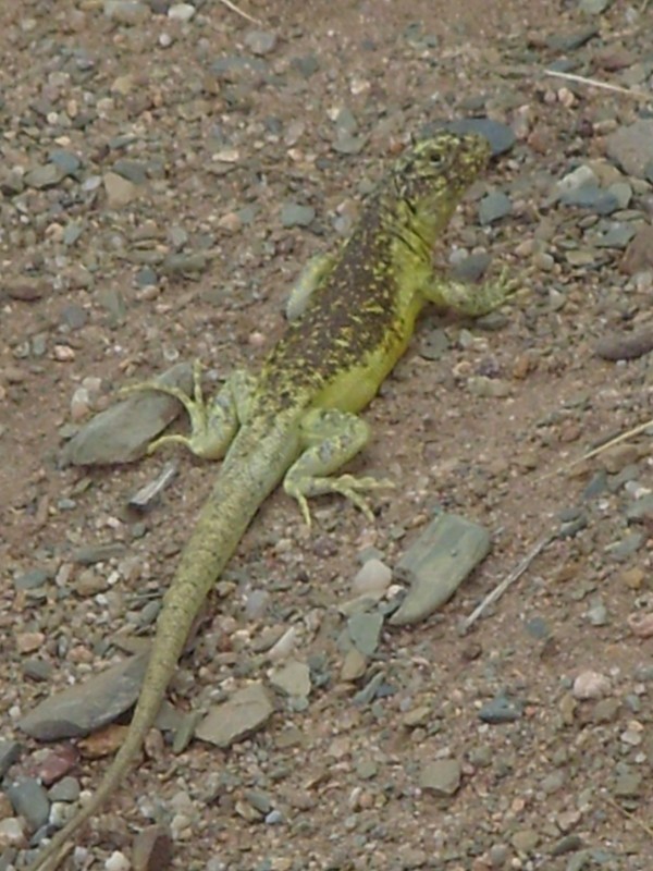 Foto de San Antonio de los Cobres (Salta), Argentina