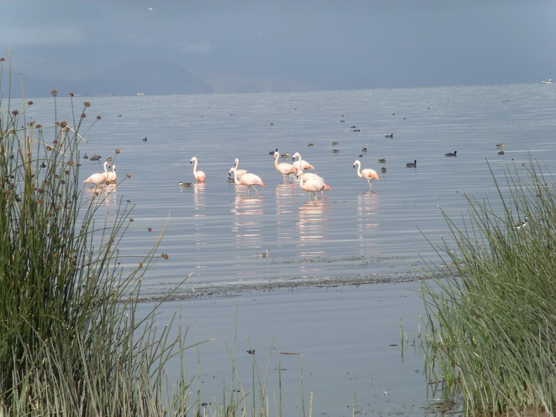 Foto: flamencos - Yunguyo (Puno), Perú