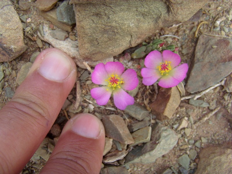 Foto de San Antonio de los Cobres (Salta), Argentina