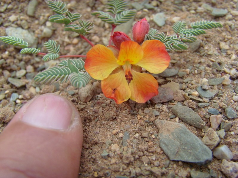 Foto de San Antonio de los Cobres (Salta), Argentina