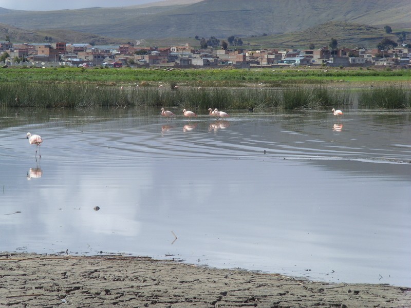 Foto: flamencos - Yunguyo (Puno), Perú