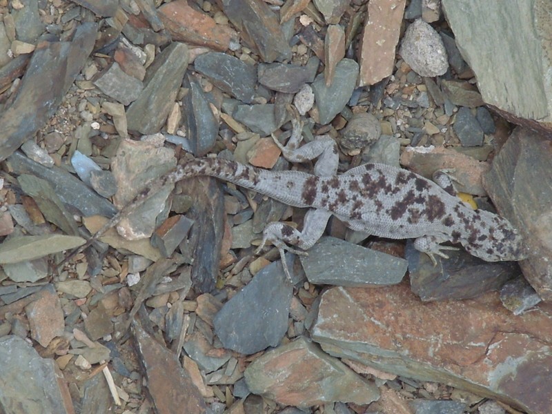 Foto de San Antonio de los Cobres (Salta), Argentina