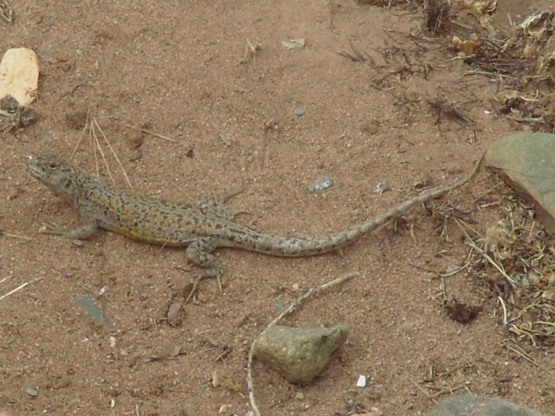 Foto de San Antonio de los Cobres (Salta), Argentina