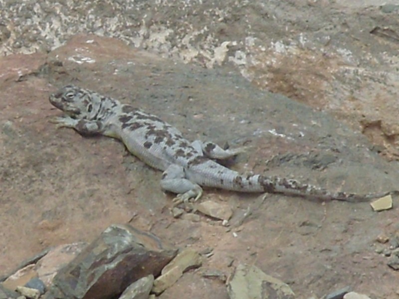 Foto de San Antonio de los Cobres (Salta), Argentina