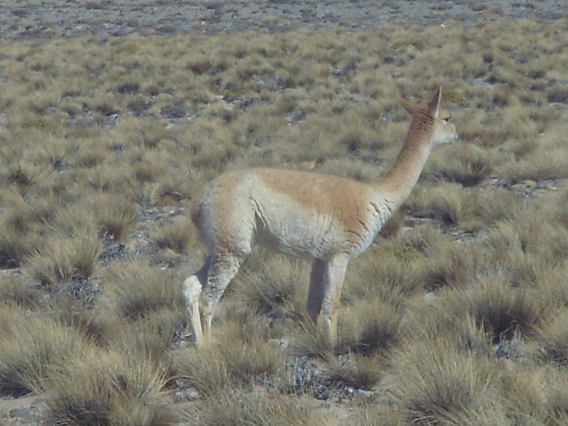 Foto: guanaco - Antofagasta de la Sierra (Catamarca), Argentina