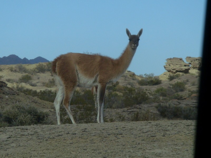 Foto: Guanaco - Valle de la Luna (San Juan), Argentina
