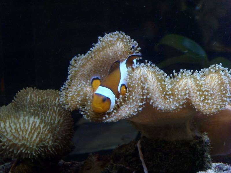 Foto de Mar del Plata (Buenos Aires), Argentina