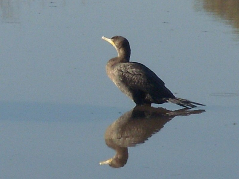 Foto: biguá (cormorán) - Gualeguaychú (Entre Ríos), Argentina