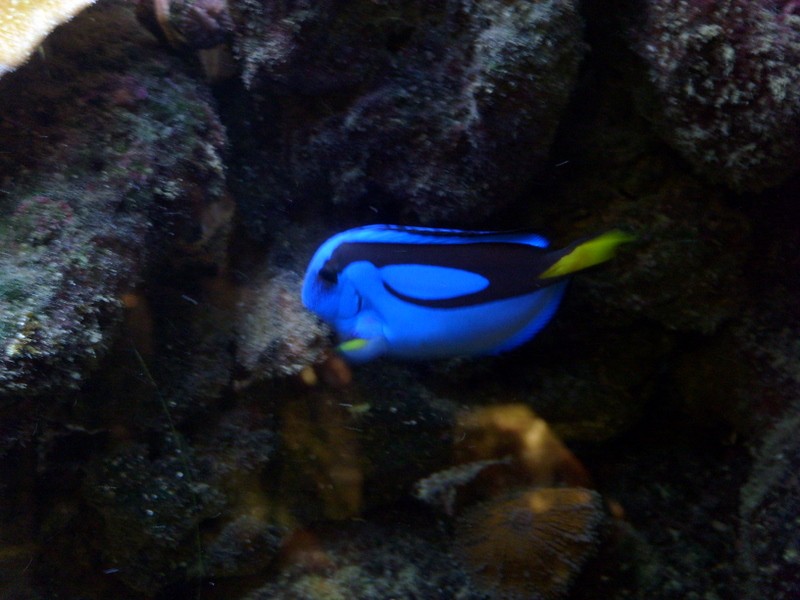 Foto de Mar del Plata (Buenos Aires), Argentina