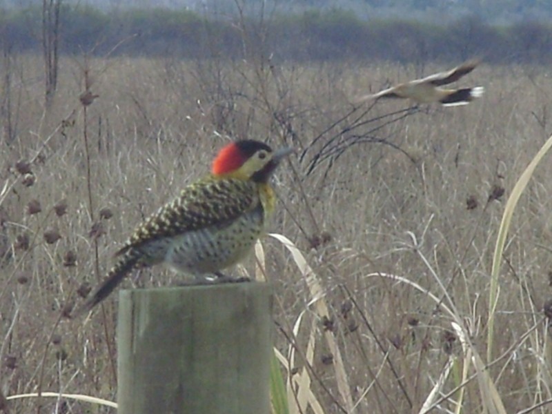 Foto: pájaro carpintero - Villa Paranacito (Entre Ríos), Argentina