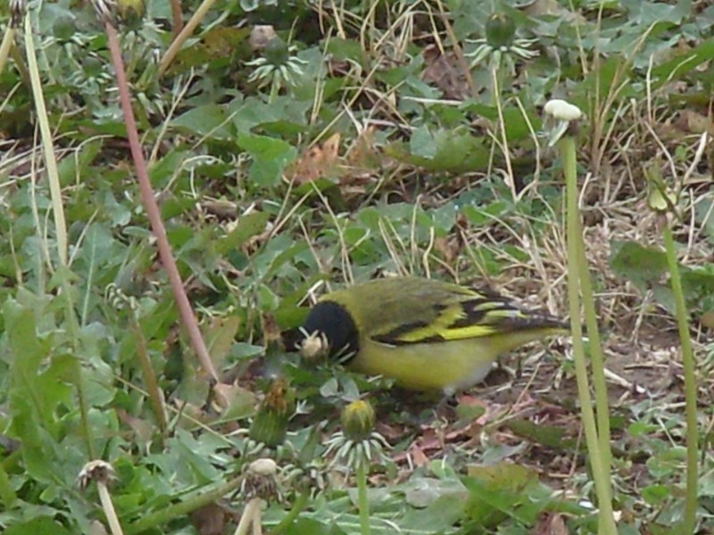 Foto de Villa Paranacito (Entre Ríos), Argentina
