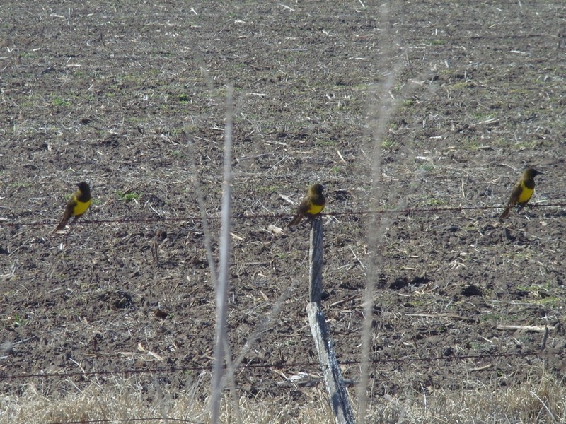 Foto de Olascoaga (Buenos Aires), Argentina