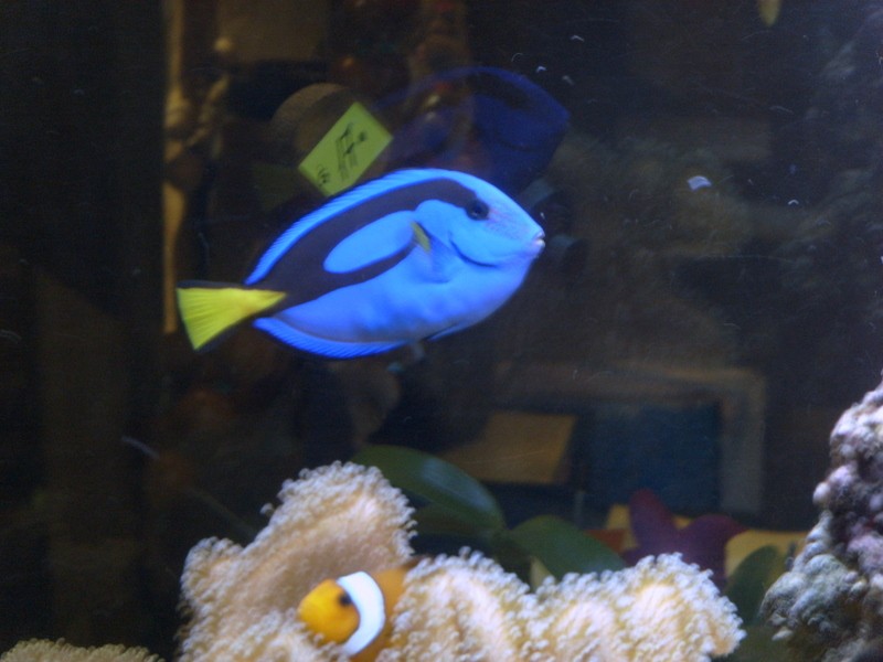 Foto de Mar del Plata (Buenos Aires), Argentina