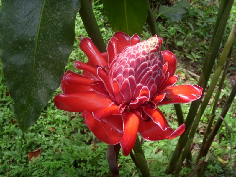 Foto: flor de jengibre, Parque Quistococha - Iquitos (Loreto), Perú