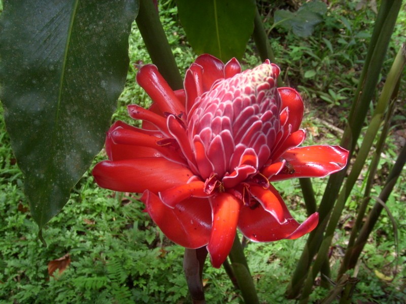 Foto: flor de jengibre, Parque Quistococha - Iquitos (Loreto), Perú