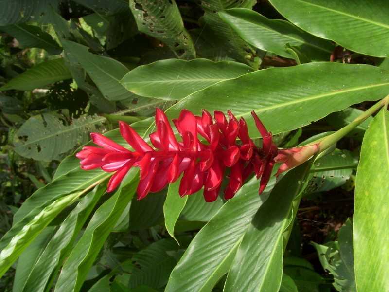 Foto de Iquitos (Loreto), Perú