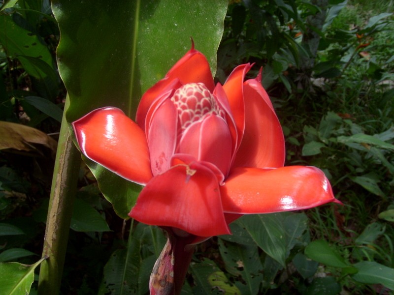 Foto: flor de jengibre, Parque Quistococha - Iquitos (Loreto), Perú