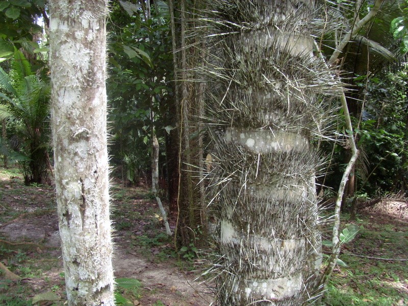 Foto: Parque Quistococha - Iquitos (Loreto), Perú