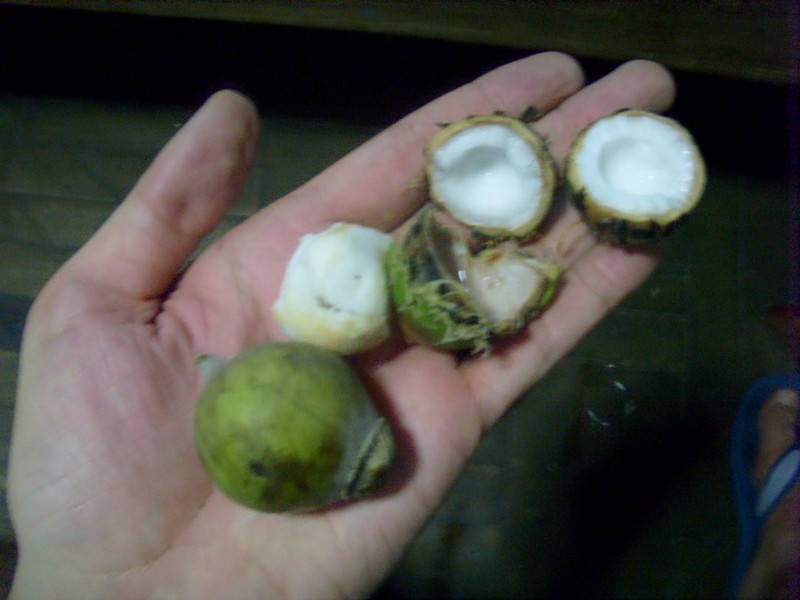 Foto: chambira o coco enano - Iquitos (Loreto), Perú