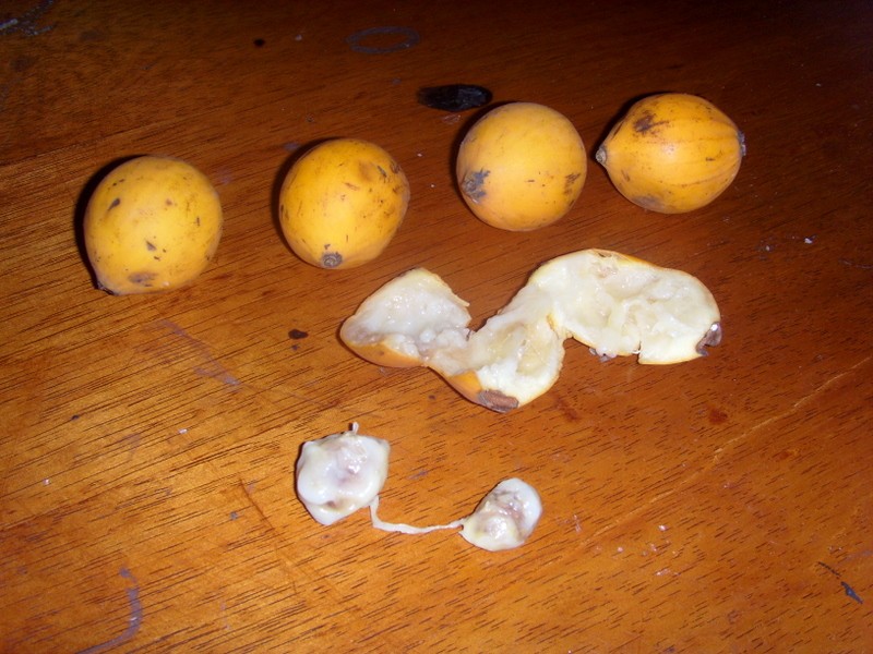 Foto: andiwayo - Iquitos (Loreto), Perú