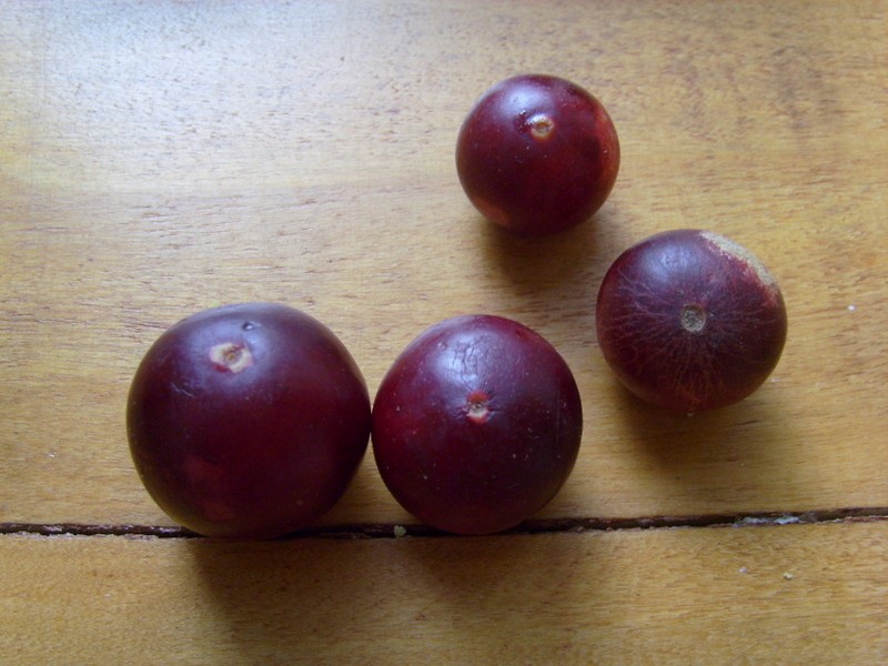 Foto: camu camu - Iquitos (Loreto), Perú