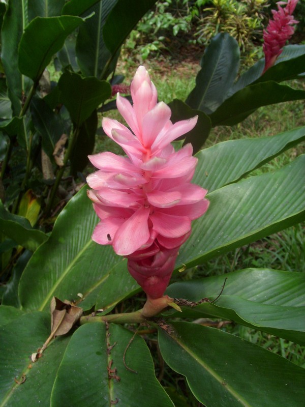 Foto: Parque Quistococha - Iquitos (Loreto), Perú