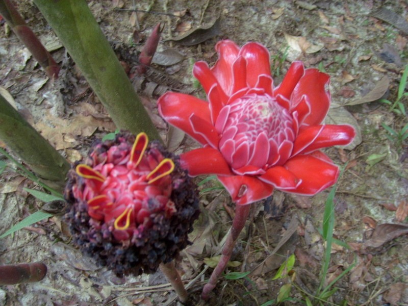 Foto: flor de jengibre, Parque Quistococha - Iquitos (Loreto), Perú