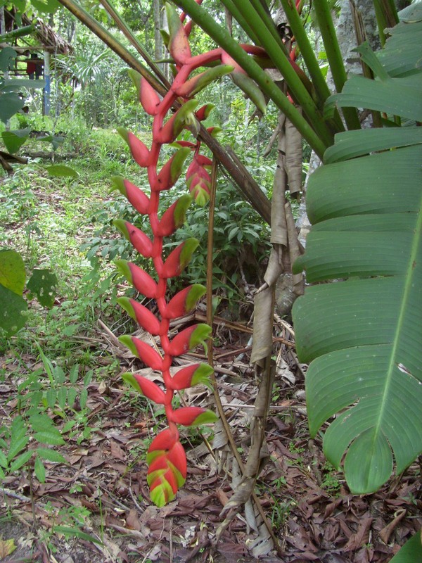 Foto: Parque Quistococha - Iquitos (Loreto), Perú