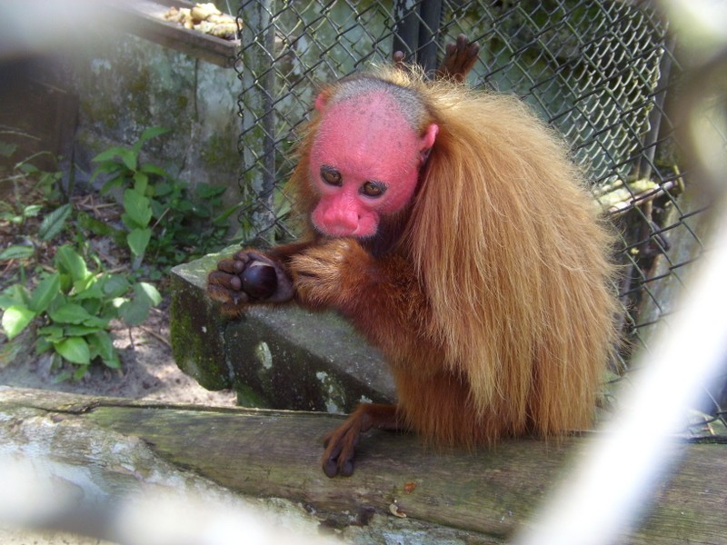 Foto: uakari o huapo rojo, zoo de Iquitos - Iquitos (Loreto), Perú