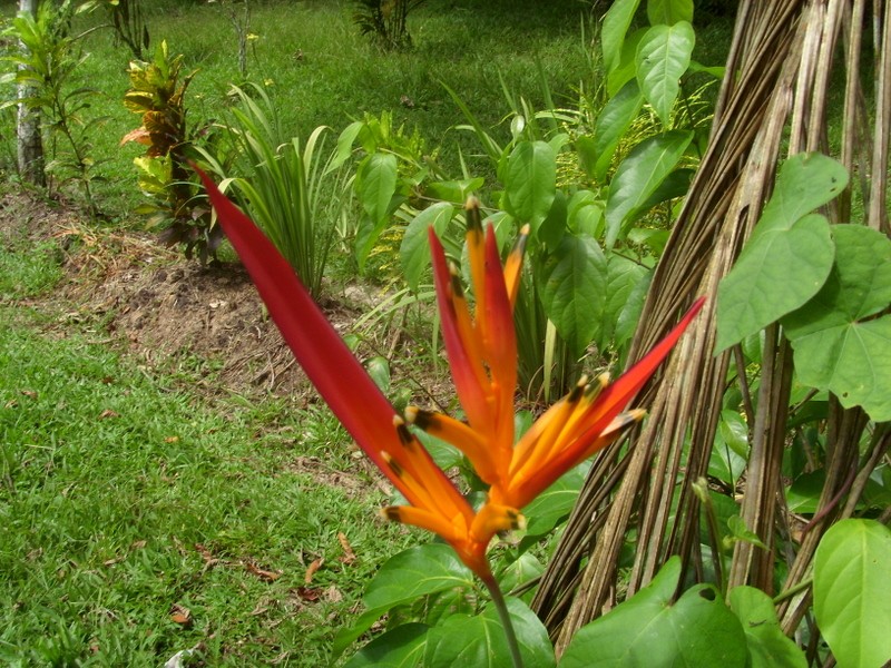 Foto: Parque Quistococha - Iquitos (Loreto), Perú