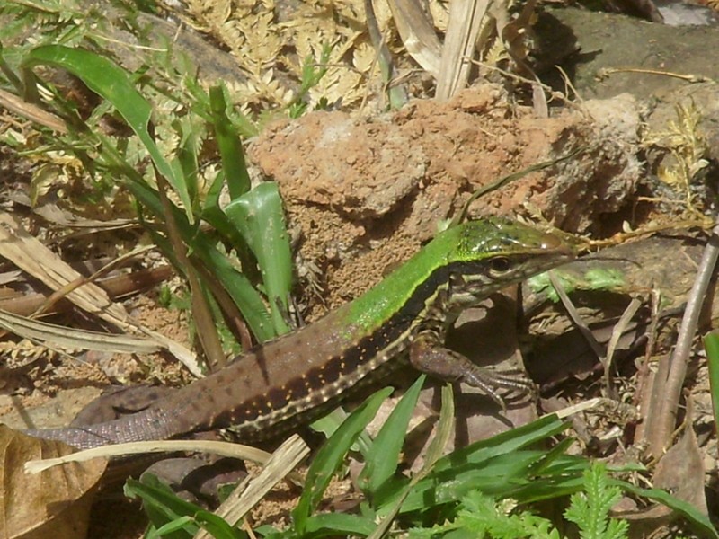Foto: Mariposario Pilpintuwasi - Padre Cocha (Loreto), Perú