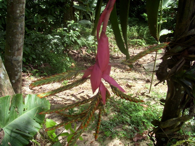 Foto: Parque Quistococha - Iquitos (Loreto), Perú
