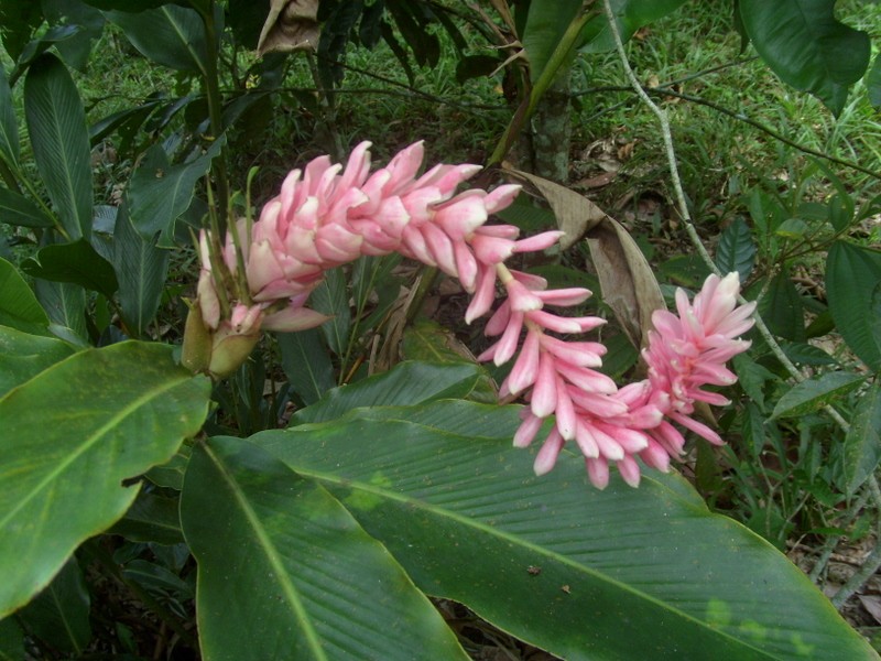 Foto: Parque Quistococha - Iquitos (Loreto), Perú