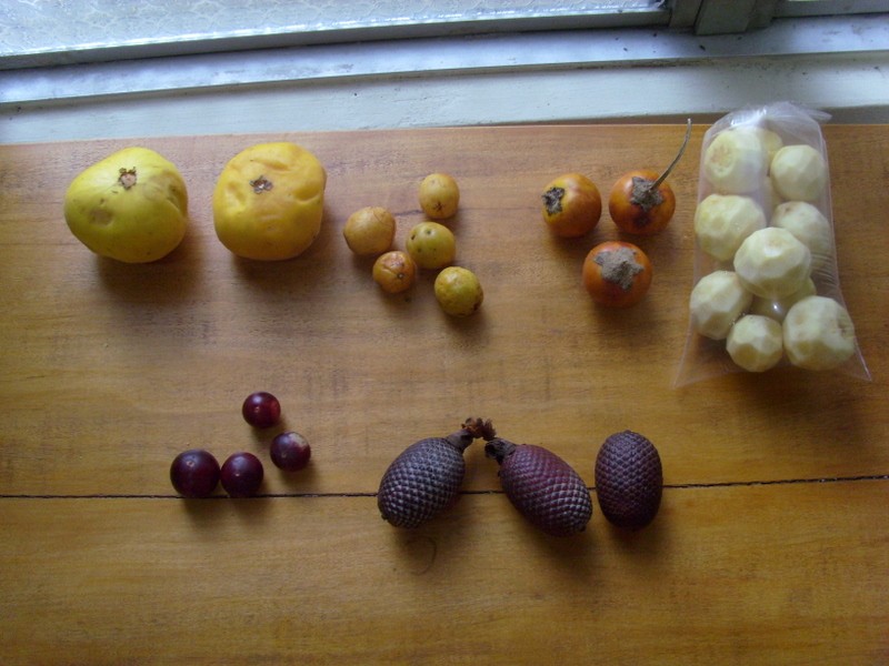 Foto: frutas locales de la Amazonia - Iquitos (Loreto), Perú