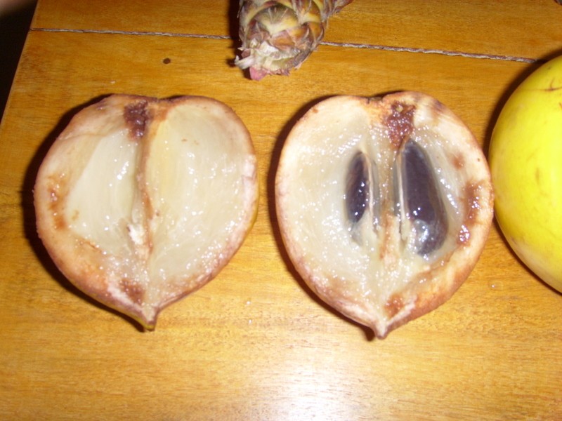 Foto: caimito - Iquitos (Loreto), Perú