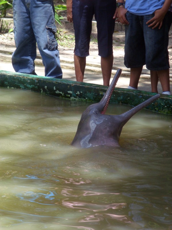 Foto: boto o delfín rosado, zoo de Iquitos, Parque Quistococha - Iquitos (Loreto), Perú