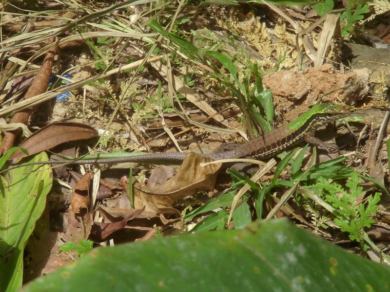 Foto: Mariposario Pilpintuwasi - Padre Cocha (Loreto), Perú
