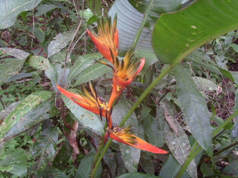 Foto: Mariposario Pilpintuwasi - Padre Cocha (Loreto), Perú