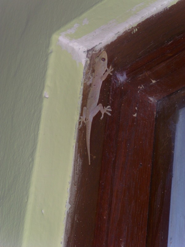 Foto de Iquitos (Loreto), Perú