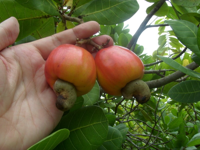 Foto: cajú - Leticia (Amazonas), Colombia