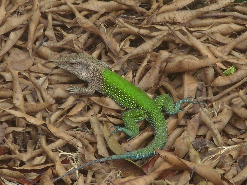 Foto de Leticia (Amazonas), Colombia