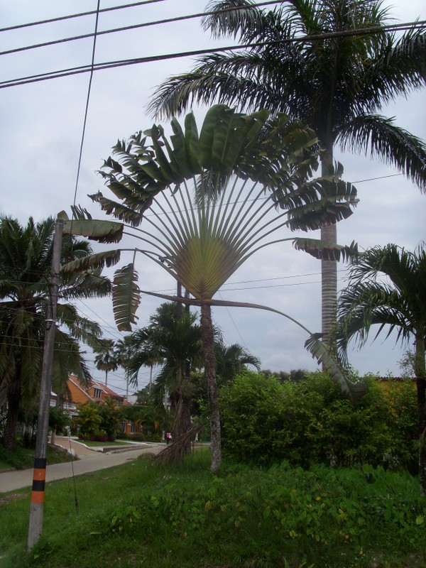 Foto de Leticia (Amazonas), Colombia